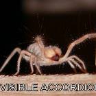 Invisible Accordian