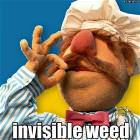 Invisible Weed