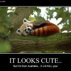 It Looks Cute