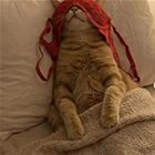 Its A Trap