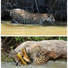 Jaguar Vs Crocodile