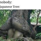Japanese Trees