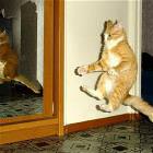 Jumping Cat