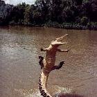 Jumping Gator