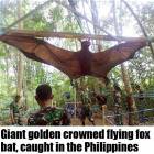 Just A Bat