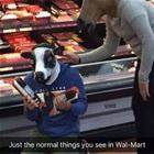 Just Normal Things