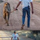 Just Walking His Lion
