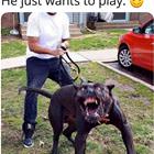 Just Wants To Play