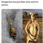 Kangaroos