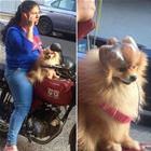 Keeping That Dog Safe