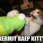 Kermit And Kitty
