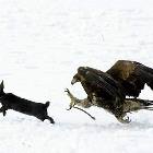 Kill Shot