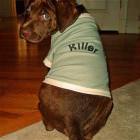 Killer Dog