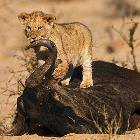 Killing Machine
