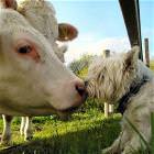 Kissing Cousins