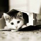 Kitten In A Box