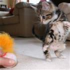 Kitten Playing