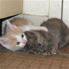 Kitten Wrestle