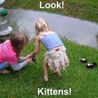 Kittens