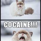 Kitty Is Excited