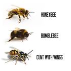 Know Yoru Bees