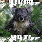 Koalas