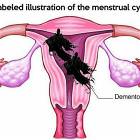 Labeled Illustration
