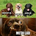 Labs