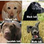 Labs