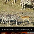 Law Of The Wild
