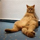Lazy Cat