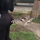 Let Me Get That For You