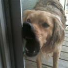 Let Me In