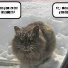 Let The Cat In