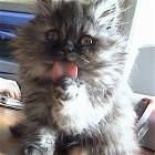 Licking Cat