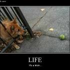 Life