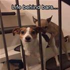Life Behind Bars