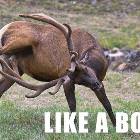 Like-a-boss