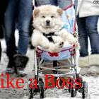 Like A Boss