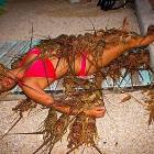 Lobsters