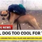 Local Dog