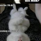 Lolcat Compilation