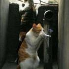 Lookout