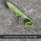 Looks Like It