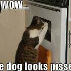 Looks Pissed