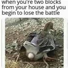 Losing The Battle