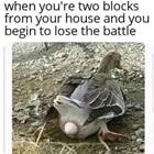 Losing The Battle