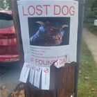 Lost Dog