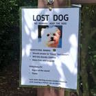 Lost Dog