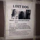 Lost Dog